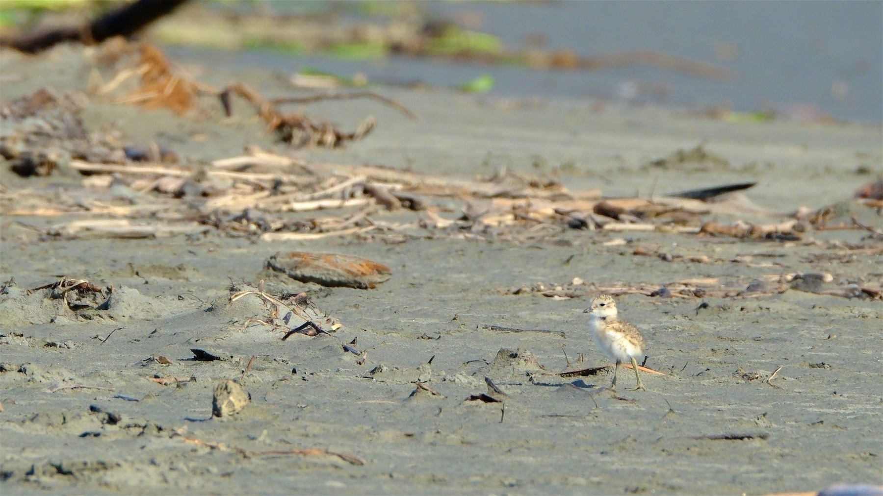 Dotterel chick on sand.