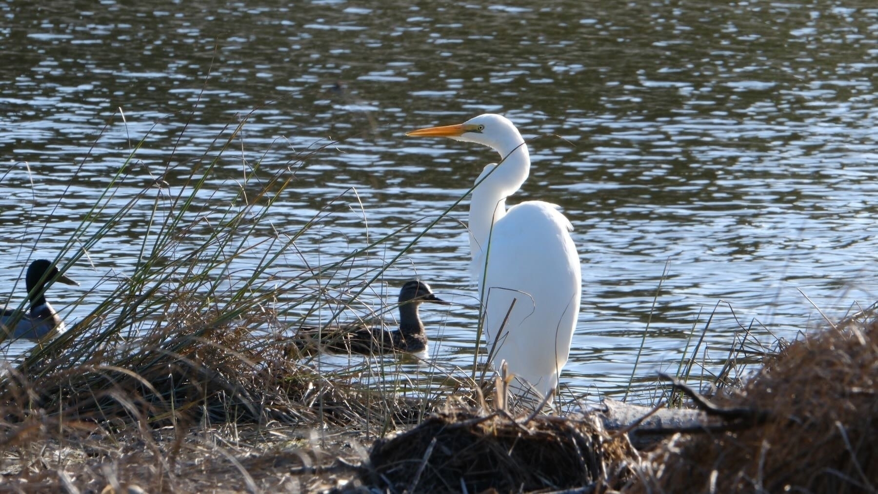 Very large white bird on the riverbank with ducks in the water nearby. 