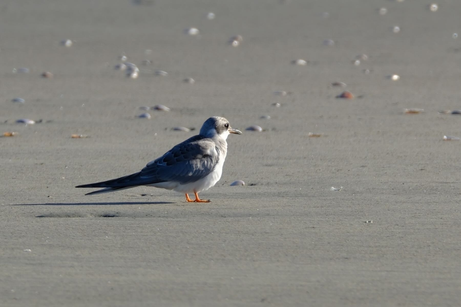 Juvenile Black-fronted Tern on the beach. 