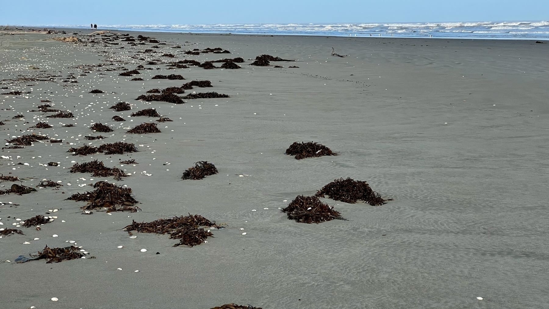 Clumps of seaweed. 